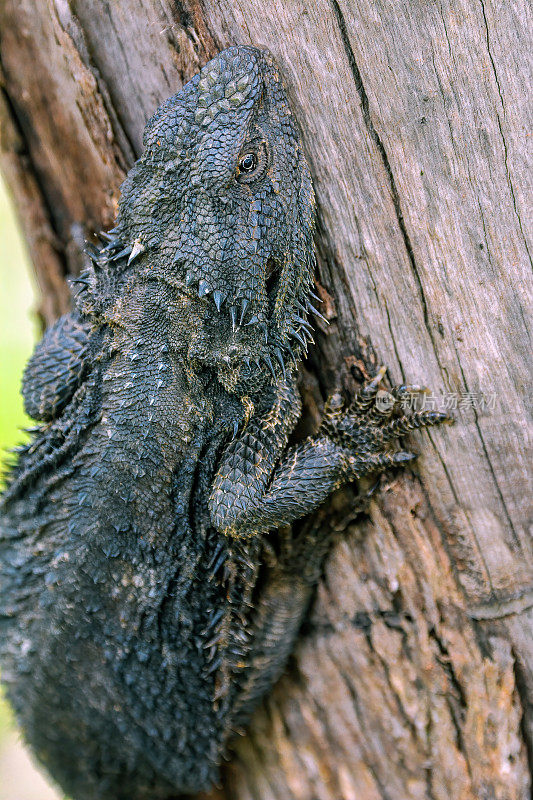 东方胡须龙(Pogona barbata)